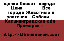 щенки бассет- хаунда › Цена ­ 20 000 - Все города Животные и растения » Собаки   . Калининградская обл.,Приморск г.